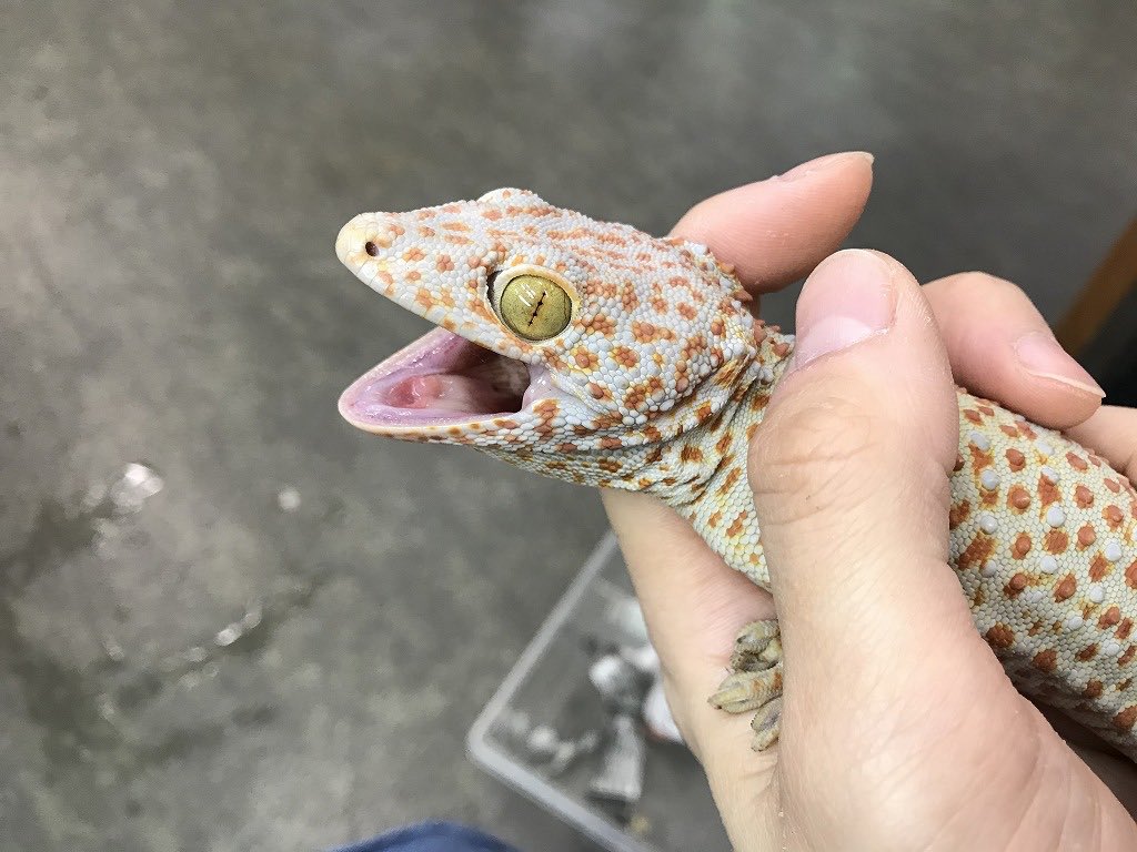 2021秋冬新作】 トッケイヤモリ PLUS ver. その他 - abacus-rh.com