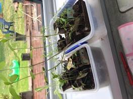 StMarysBB18's tweet photo. Joe in Mrs Winders class has been really busy. He sent her a lovely email with all the things he has been learning. He has been growing some plants. 
#homelearning2020 https://t.co/6qxhwHL3es