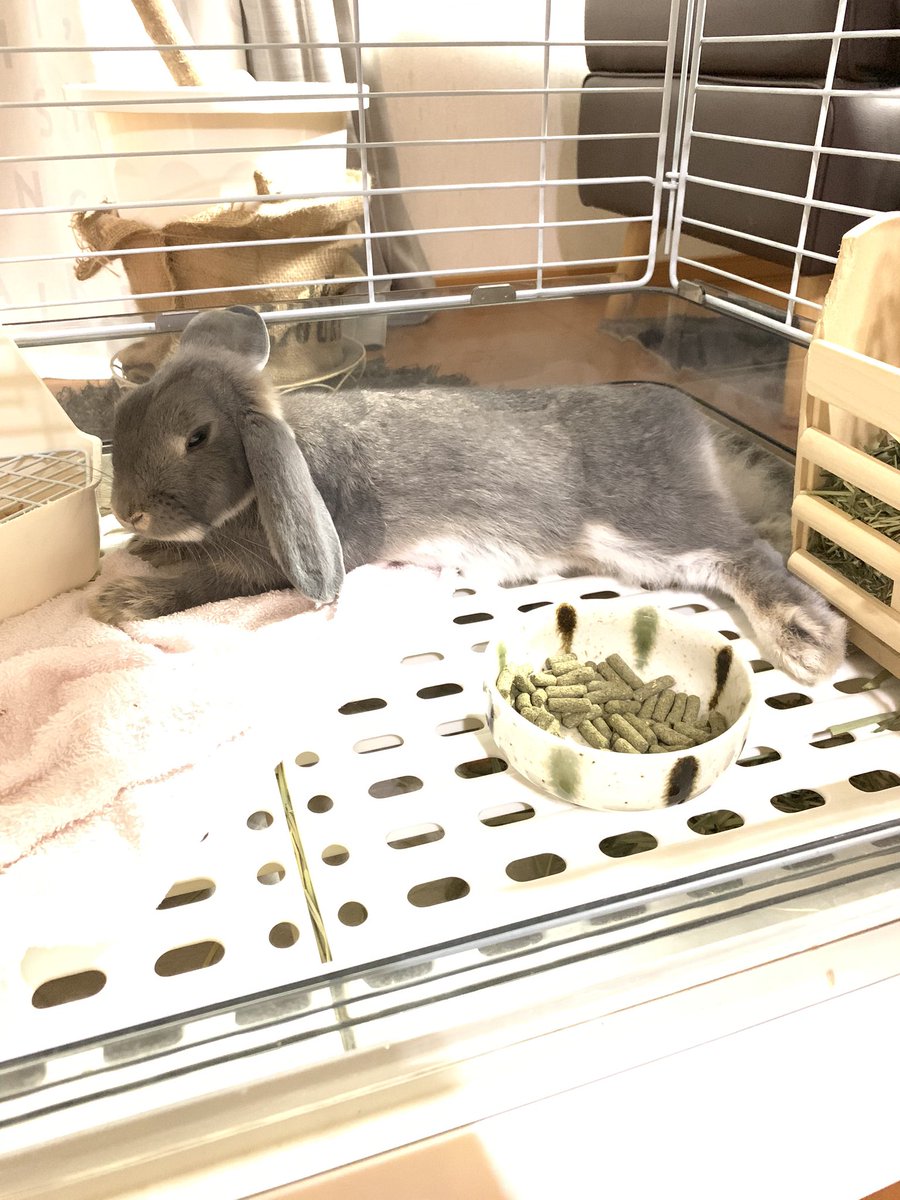 gsf400v's tweet photo. #rabbit
#空くん
#うさぎ
#ロップイヤー
ふぅーお腹いっぱいひと休みと^_^ https://t.co/BIDsgJzaSr