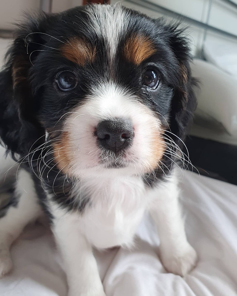 gwynverysmall's tweet photo. Here's #puppynumber2 in mummy's bed! Only I'm allowed to be in the bed!

#stayathome
#theverysmallfamily

#litter #puppylitter #doglitter #quadruplets #newbornpuppy #puppy #puppies #puppiesofinstagram #dog #dogsofinstagram

#springalier #cavalierkingchar… https://t.co/Juo3qmzRab https://t.co/23j9iRlngl