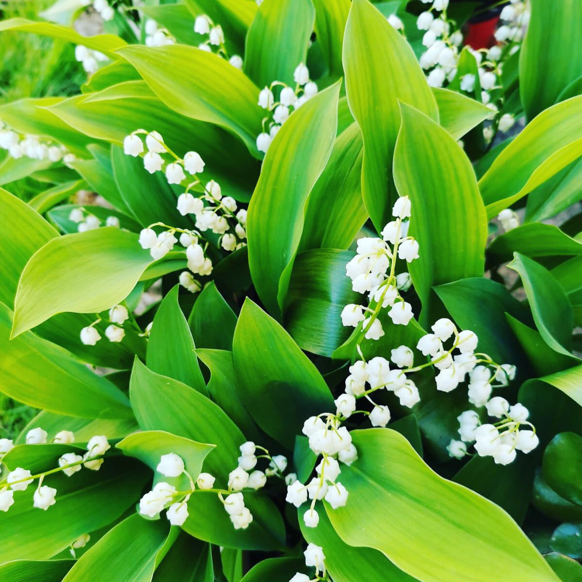 Maig d’amor

“Són certes les paraules que vam dir-nos,
certa la primavera del teu cos
i cert l’espill d’amor dels teus ulls negres.

Suau plovia sobre el bosc tendríssim
de pins i diminutes margarides.
Sols el silenci, sols nosaltres sols...”

Gerard Vergés