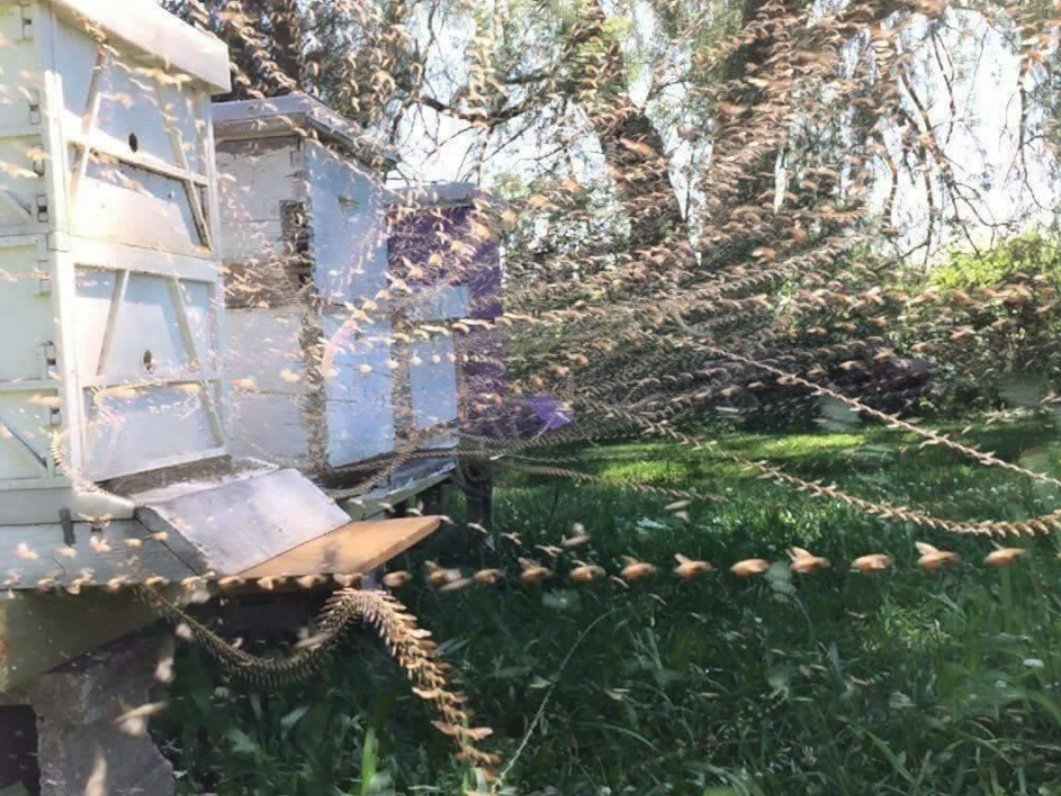Time lapse photo of our busy bees. #lockdown not affecting them foraging