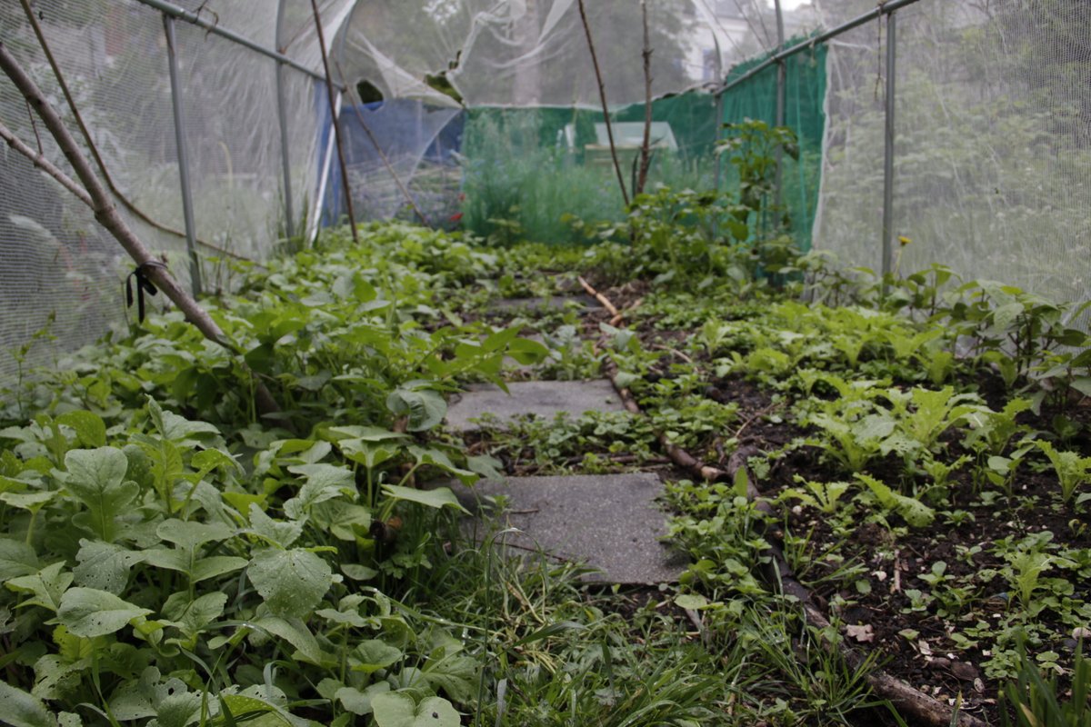 ChezBasile's tweet photo. découvrez les activités #agricultureurbaine @chezbasile https://t.co/YoG2xRtcZM https://t.co/9QKshTzfra