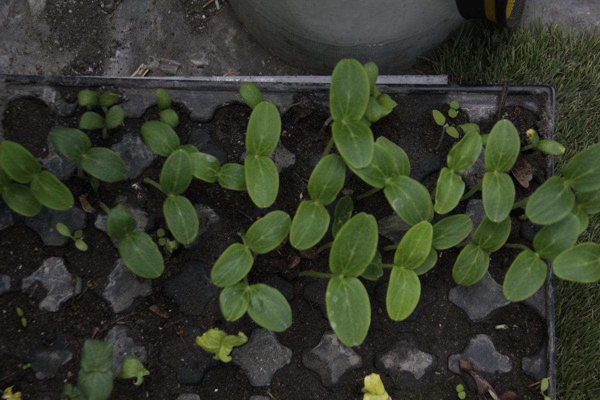 ChezBasile's tweet photo. découvrez les activités #agricultureurbaine @chezbasile https://t.co/YoG2xRtcZM https://t.co/9QKshTzfra
