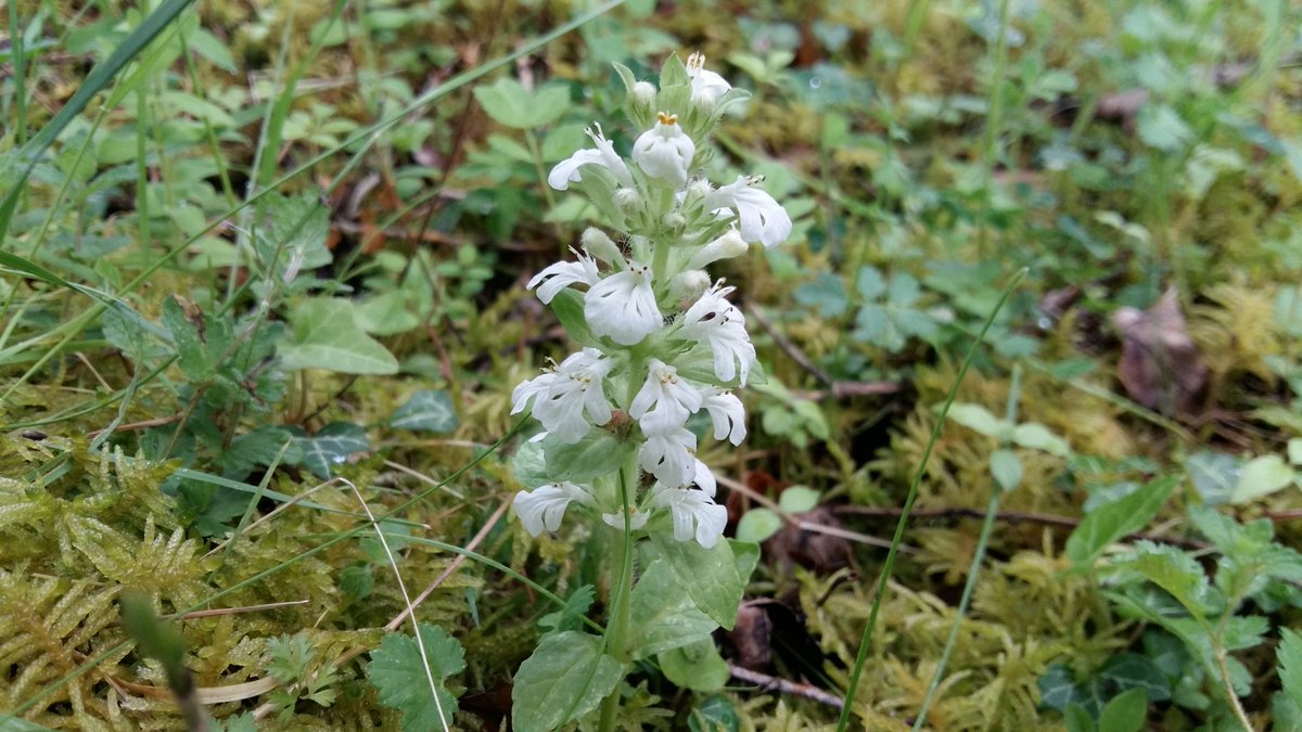 My_Happy_Flower's tweet photo. @nervousbotanist Moira, I saw this beauty in chalk grassland this morning. Are you able to identify it please? https://t.co/oA9vgUWOzu