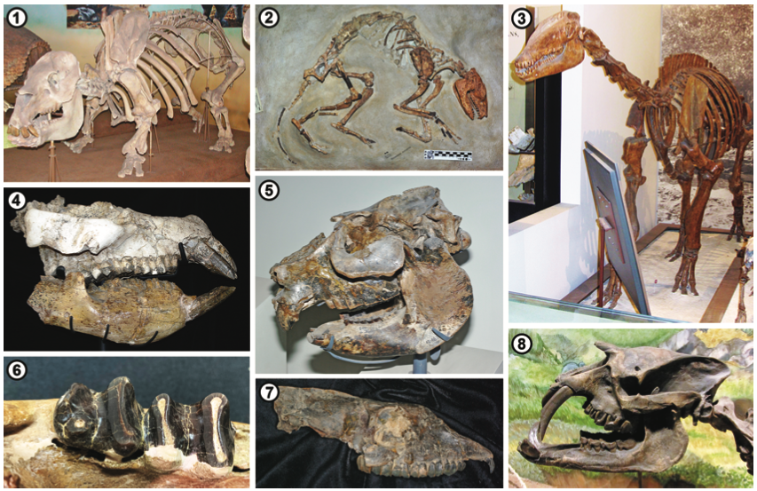 dcpaleo's tweet photo. #FossilFriday 🇦🇷🇧🇴🇵🇪🇨🇴A taste of S. American #ungulate diversity - from the intro article to our #SANU Gondwanan Perspectives @ameghiniana issue, published yesterday! Articles by @mcgratherium, @Javier_N_Gelfo, et al. #Notoungulate #Litoptern #Astrapothere https://t.co/Nwj45pSecq https://t.co/l3IIAkMHZe