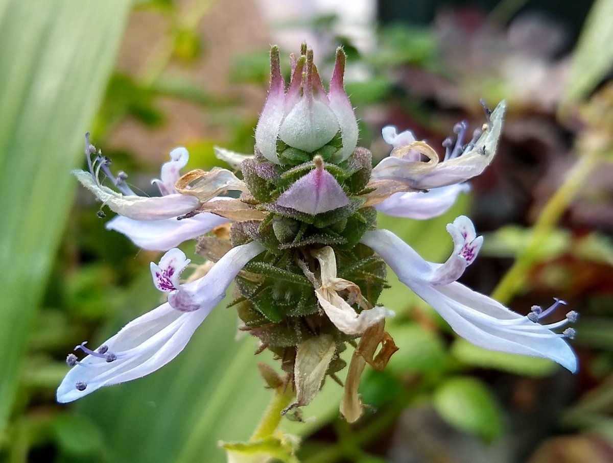 #PlantFamilyKnowledge <a href="/readingbotany/">Plant Diversity at UoR</a> - today's revision - which plant family and why?