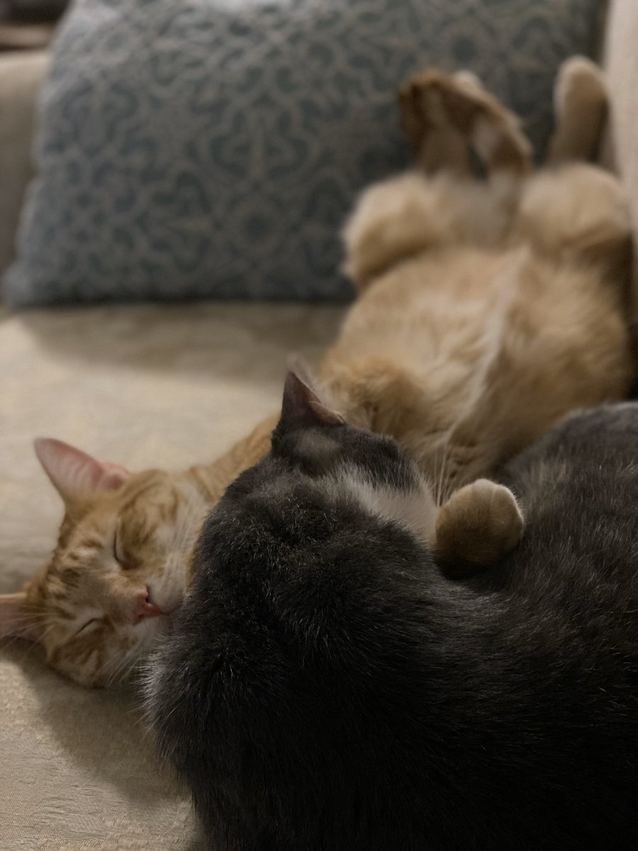 Jamie_Bishop90's tweet photo. @MrSilverScott Barley &amp; Oliver best buds for life. https://t.co/esdcKYE5Es