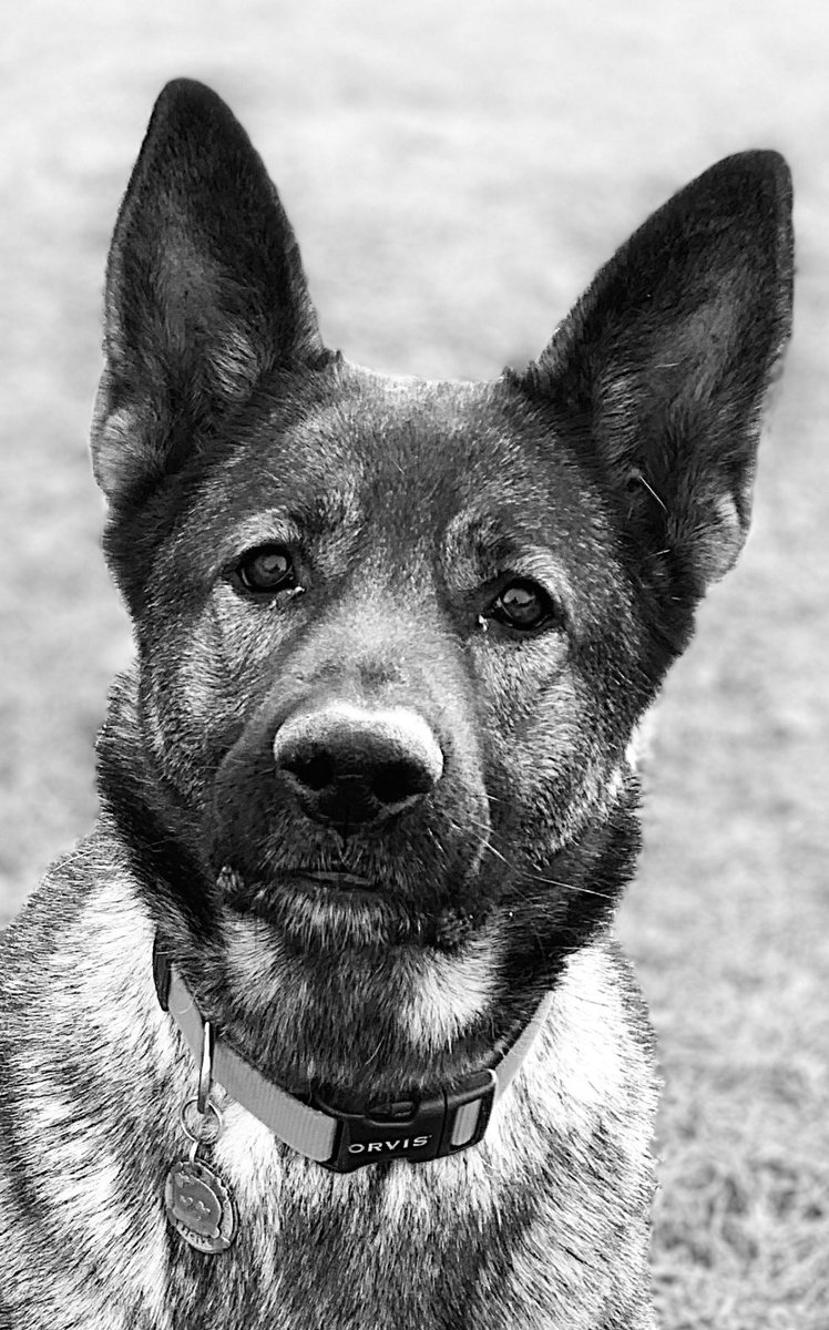 My Motto: I want to be the person my dog thinks I am.