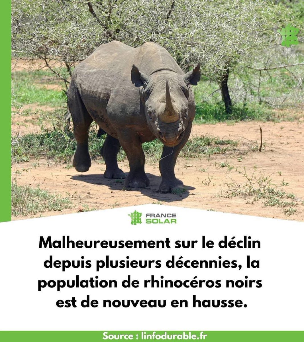FranceSolar's tweet photo. La bonne nouvelle nous vient d’Afrique☀️. Menée par l’Union internationale pour la conservation de la nature (UICN)🍃, une étude a montré que la population de rhinocéros🦏 noir est en augmentation sur le continent💪.
#Ecologie #Francesolar #rhinoceros https://t.co/gKtJMTrGzk