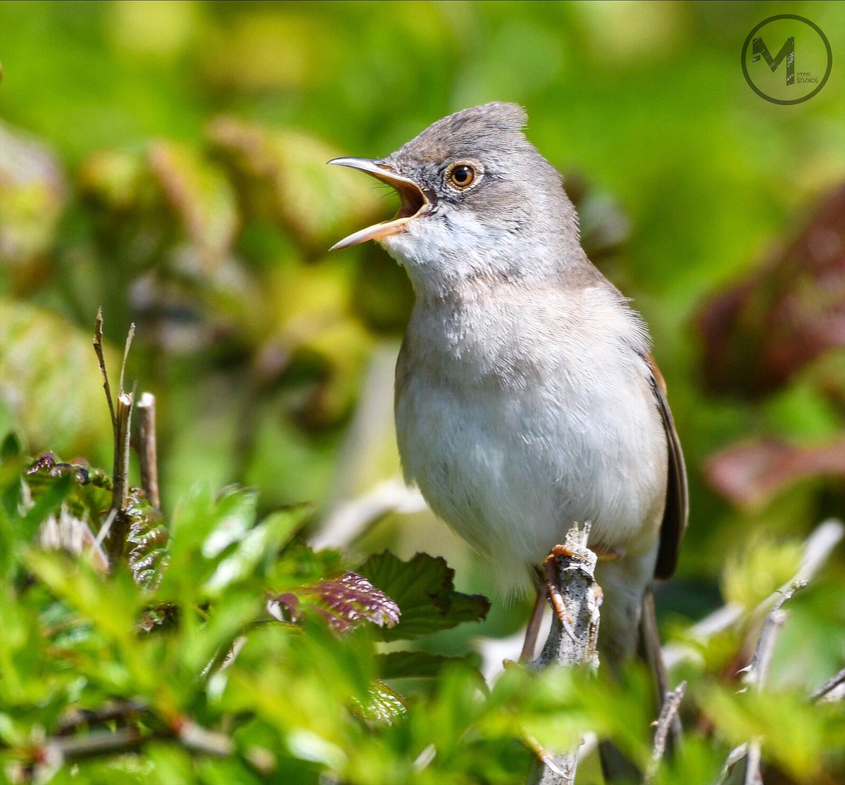 Common Whitethroat last week @BirdGuides @NatureUK @BTO_Wilts @WiltsWildlife @WildlifeTrusts @BBCSpringwatch @WildlifeMag @BirdwatchExtra @wildlife_uk #whitethroat