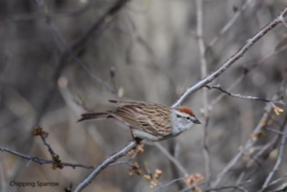 SaveOurSeine's tweet photo. Chipping Sparrow and Song Sparrow
These nest in and around the city (Chipping Sparrow in backyard bushes and hedges; and Song Sparrow near water.) 2/8 https://t.co/vejcZ6J5Hd