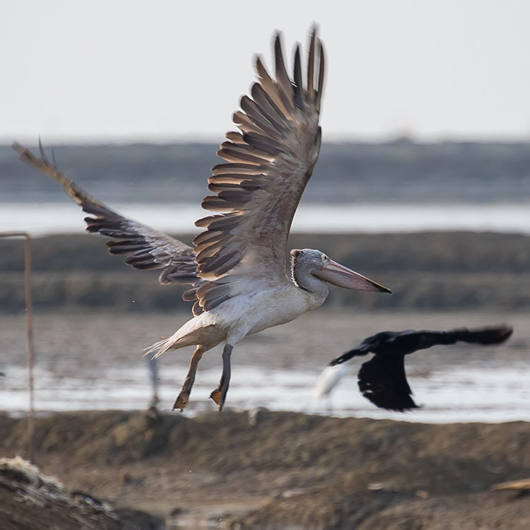 vafaned's tweet photo. Just back home after 12 h #Birding/ #Birdwatching at #Petchaburih dodging #WuhanVirus doing #SocialDistancing #Pelican at #PakThale
#Birdforum
#ornithology
#birdphotography
@Avibase
@orientbirdclub https://t.co/tXN7ViaoPI