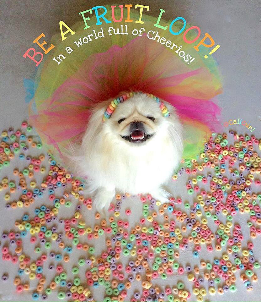 LilCaliGurl's tweet photo. Be a fruit loop in a wurld full of cheerios! Why not standout!  😉❤️💛💚💙💜 #nickname 
.
.

#caligurl #throughadogseyes #smilingdog #happydog #happydogs #dogsmiles #smile #smileitscontagious #colors #color #becolorful #fruitloop #beafruitloopinaworldfullofcheerios #beafruitloop https://t.co/vagXLhzPke