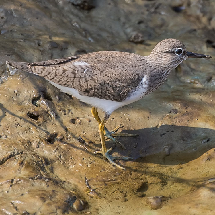 vafaned's tweet photo. Just back home after 12 h #Birding/ #Birdwatching at #Petchaburih dodging #WuhanVirus doing #SocialDistancing #CommonSandpiper at #LaemPakBia
#Birdforum
#ornithology
#birdphotography
@Avibase
@orientbirdclub https://t.co/6MDy68EdbP