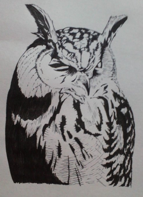 フクロウのtwitterイラスト作品