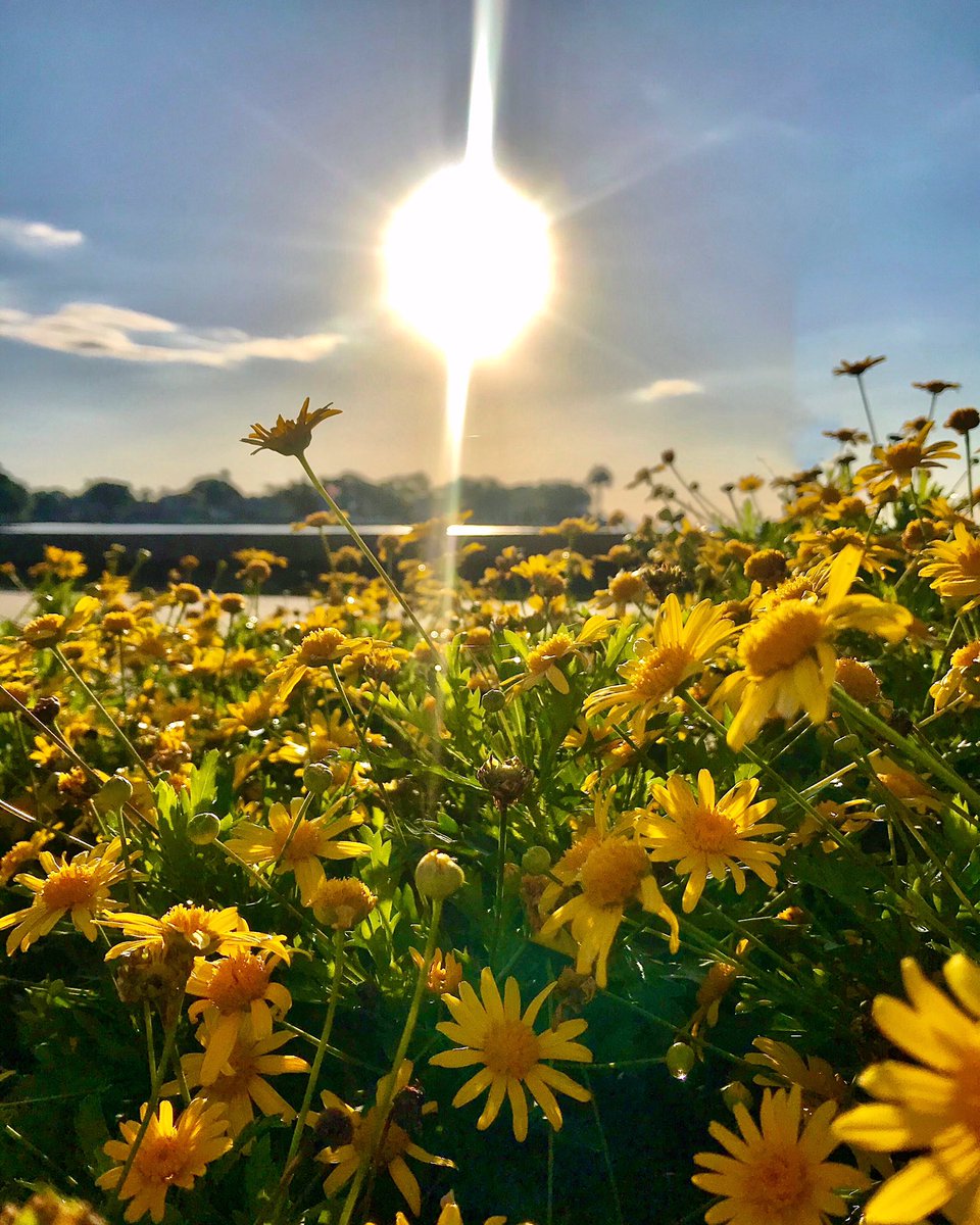 LibraGirlTracy's tweet photo. Hello May flowers π π
.
#stpete #flowers #keepstpeteshining #ilovetheburg #instaburg #lovewhereyoulive https://t.co/uYXwsYjWdb