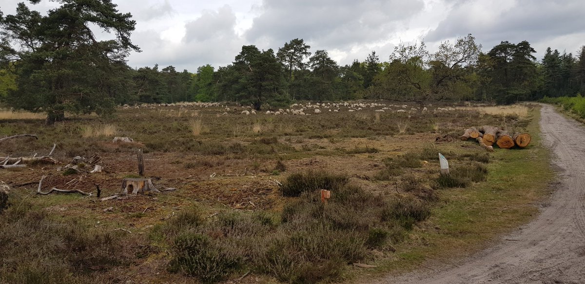 Leuke visite op #dedellen <a href="/kuddeheerdepe/">Kudde Epe/Heerde</a>