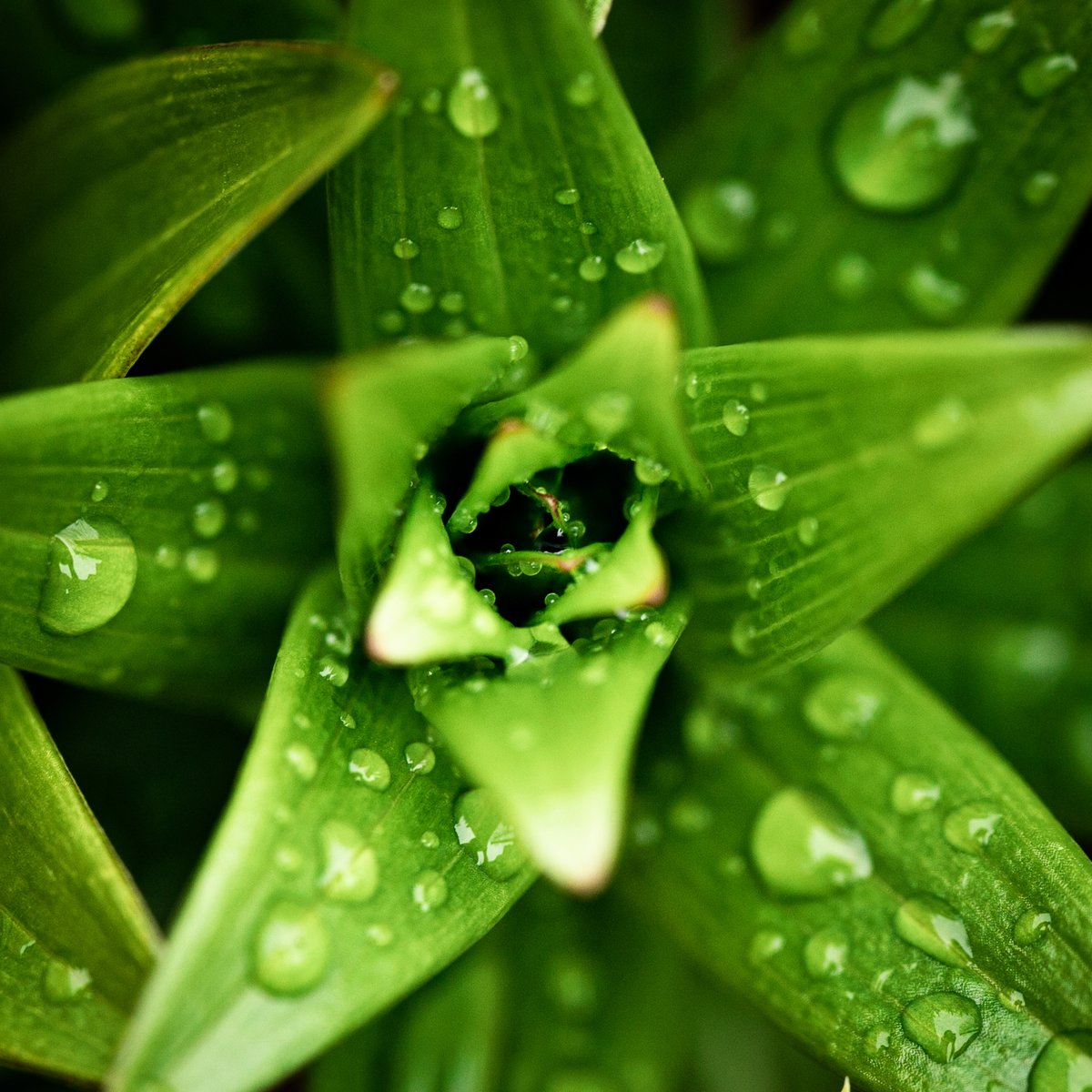 JDPhotomatogra1's tweet photo. and we close out the week with a simple green star
#LittleFlowerPatch #PhotoOfTheDay #CanonFavPic #sigmashotathome https://t.co/bchoqcvgD8