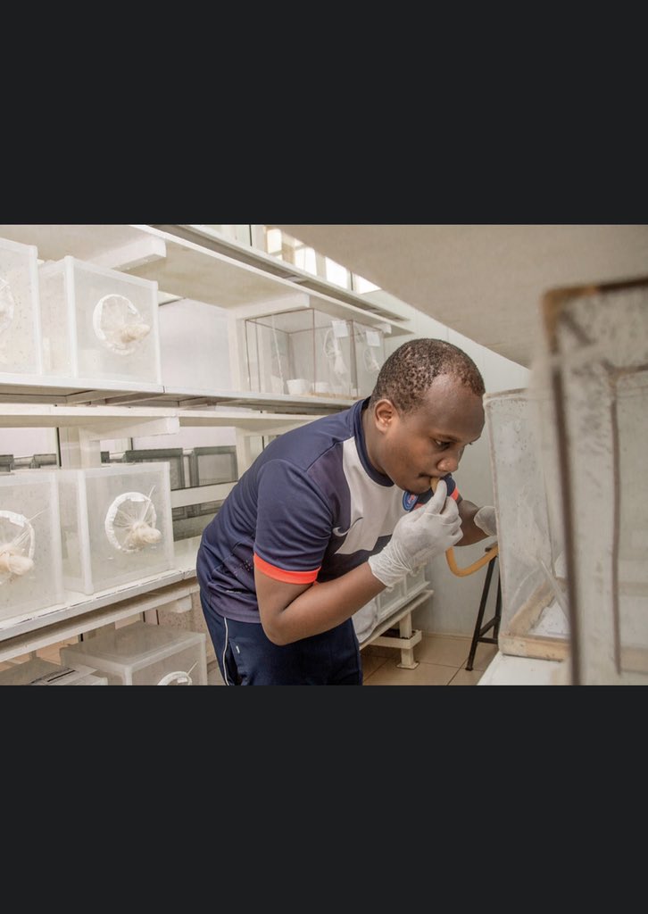 <a href="/LucaNelli_/">Luca Nelli</a> @MafaldaSViana <a href="/NambungaIsmail/">Ismail NAMBUNGA</a> @RungeManuela <a href="/IssaMshani1/">Issa Mshani</a> <a href="/annjie45/">Hannah Njiriku</a> <a href="/pinda_25/">@pinda_25</a> <a href="/winniepascal/">Winifrida Mponzi</a> @gerrymbwambo <a href="/saantoinebf/">Antoine</a> <a href="/Nate_1991/">Nate</a> <a href="/halfan30/">Halfan Ngowo</a> @hilary_ranson <a href="/ArnoldMmbando/">Arnold Mmbando</a> <a href="/Alex_JLim/">Alex Limwagu</a> <a href="/manuepeter_/">Emmanuel P. Mwanga</a> <a href="/ifakarahealth/">Ifakara Health Institute</a> I accept the challange, zero malaria start by studying important vectors. 

I nominate <a href="/halfan30/">Halfan Ngowo</a> , @reenwilz , <a href="/Rukymohammad/">Rukiyah Mohammad</a> <a href="/MarieHermy/">Marie Hermy</a> <a href="/TchouakuiM/">Tchouakui Magellan</a> <a href="/Alex_JLim/">Alex Limwagu</a> <a href="/Fredros_Inc/">Fredros Okumu</a>