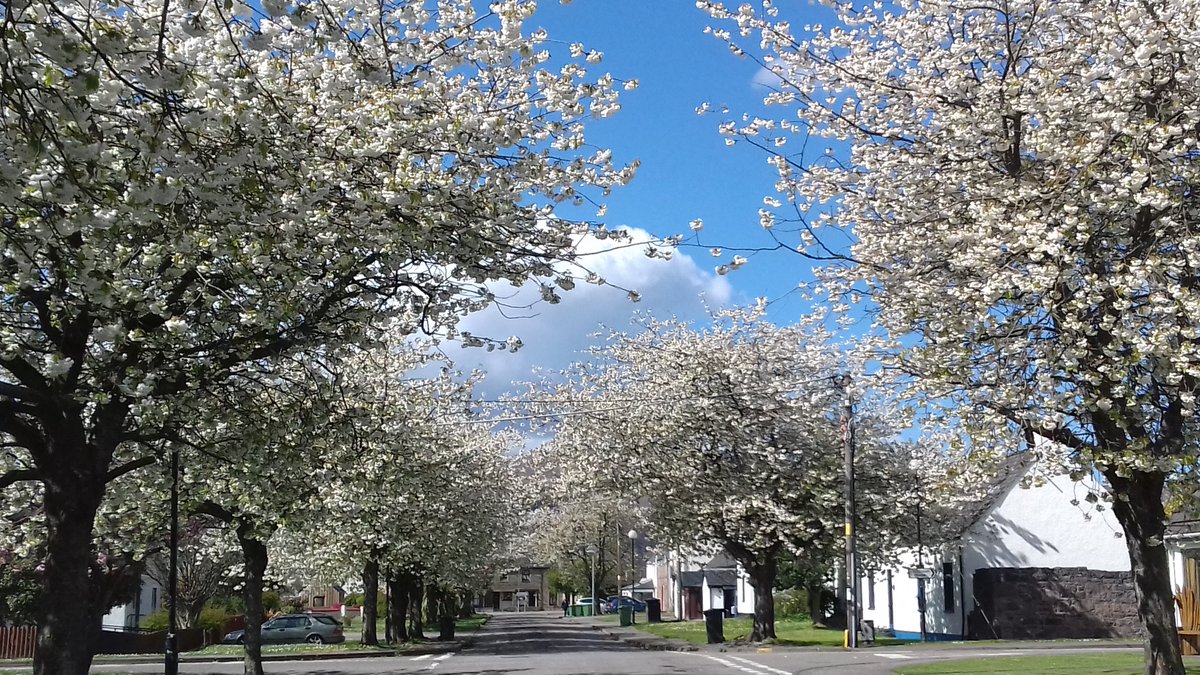Beautiful #blossom in #marketstreet #ullapool with the unusual benefit this year of no cars.