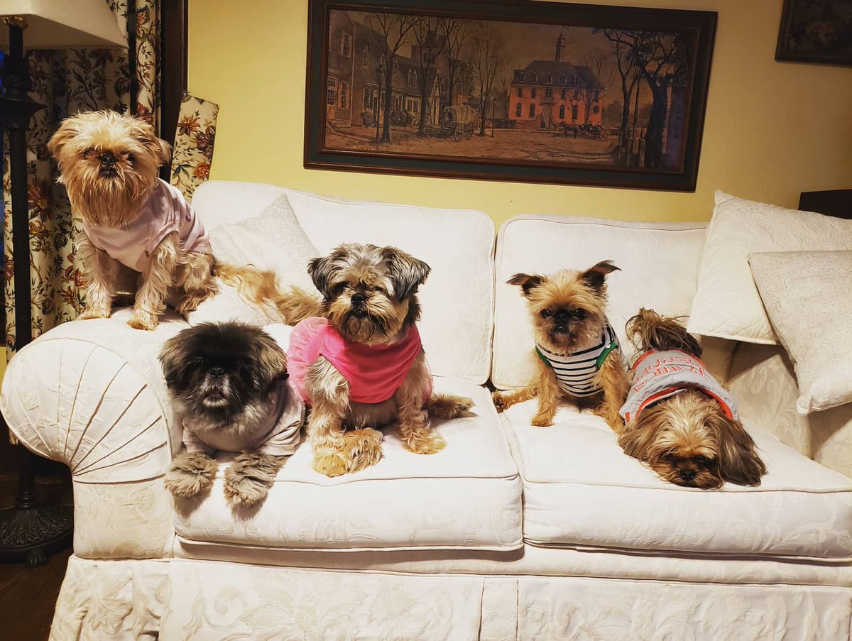 veryclassyjenn's tweet photo. It's not just #cats around here! We have the cutest #dogs too! #emotionalsupportpets #dogsofinstagram #beardeddog #brusselsgriffon #crazydoglady https://t.co/xQ9e50yBvY