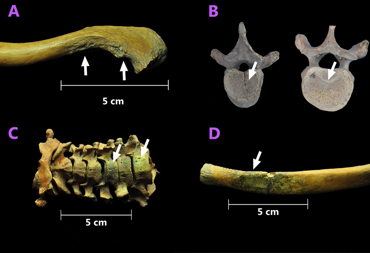 Univ_Cultura's tweet photo. Investigadores identifican a la primera generación de africanos que llegó a América
https://t.co/fXeKWzm3NR https://t.co/MxWkhdKovL
