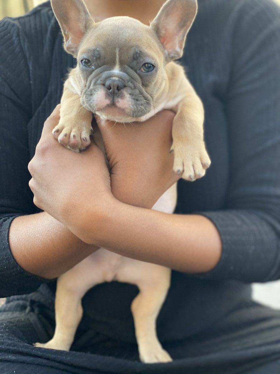 SdotFloyd's tweet photo. twitter, I’d like y’all to meet my good boy, young Duji Sauce Floyd aka Lil Duji Vert aka Duji Mane aka the Duj-Meister 🐾 french bulldog pup born 2.26.20, show him some love! https://t.co/294Pcd5nWZ
