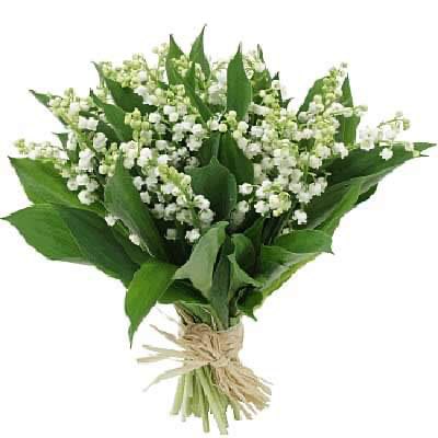 Cesarjlk's tweet photo. Seguindo a tradição francesa: 
Devemos enviar aos amigos, no dia primeiro de Maio, um buquet de muguet-du-bois como desejo de sorte e prosperidade.

Pegue esse é o seu! https://t.co/prsoGmKGHH