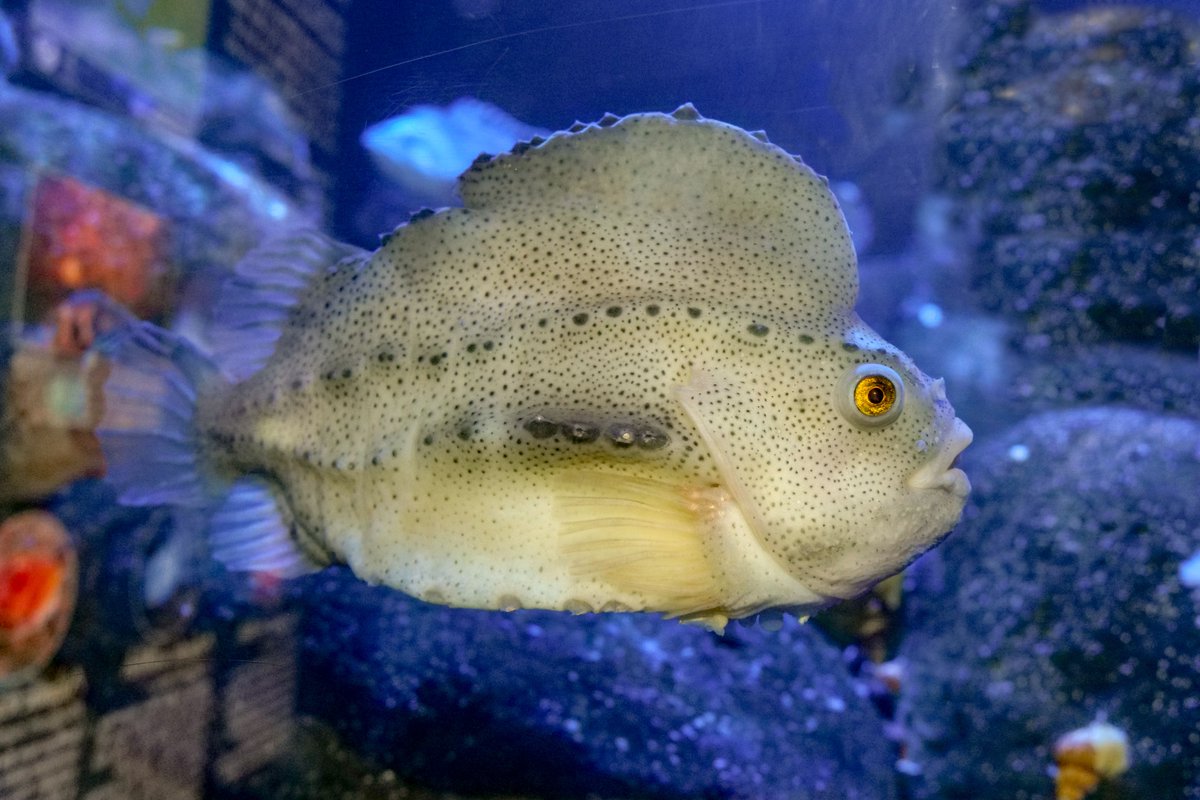NEAQ's tweet photo. #FunFactFriday: Lumpfish have the unique ability to stick to things! Lumpfish have adapted modified pelvic fins that form a “sucking disc,” allowing them to hold on to basically anything! #AquariumFromHome #Lumpfish https://t.co/P28wBZHGhi
