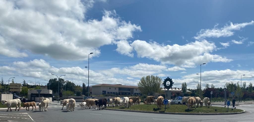 ⭕La naturaleza va recuperando su sitio...
Cuando volvamos a la <a href="/PoliciaEscuela/">Escuela Nacional de Policía 🇪🇸</a> vamos a tener que pastorear!🤣
#enpvscovid19 
#UnidosInvencibles