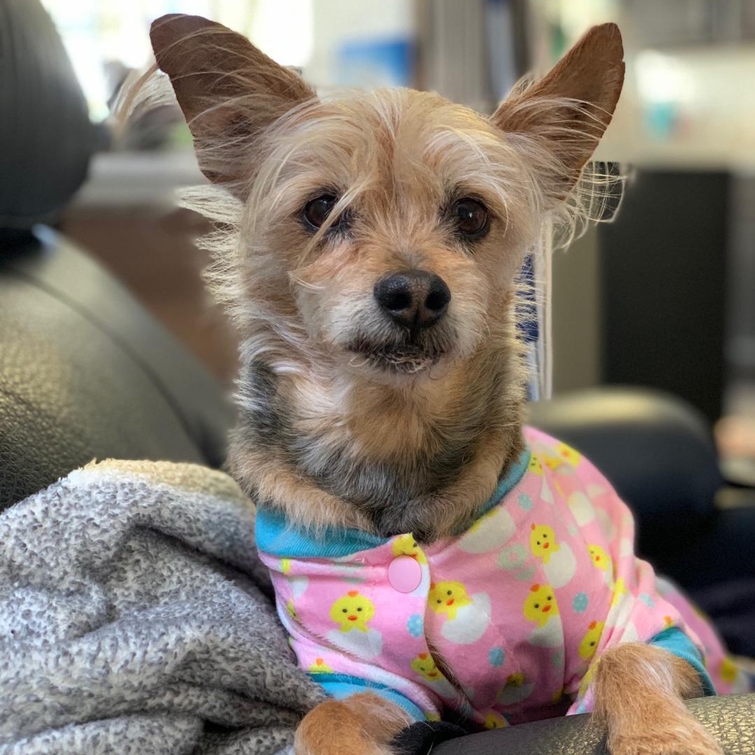 Yoga2Peaces's tweet photo. Bernie likes to rock an emo hairstyle with his masculine pink chick pj's.  He also loves that music can balance your #chakra!  Check out my blog https://t.co/BlCCOjSj8y for my root chakra playlist filled with songs to help get you grounded. #yoga #yoga2peaces #rootchakra https://t.co/IrQxYYME56