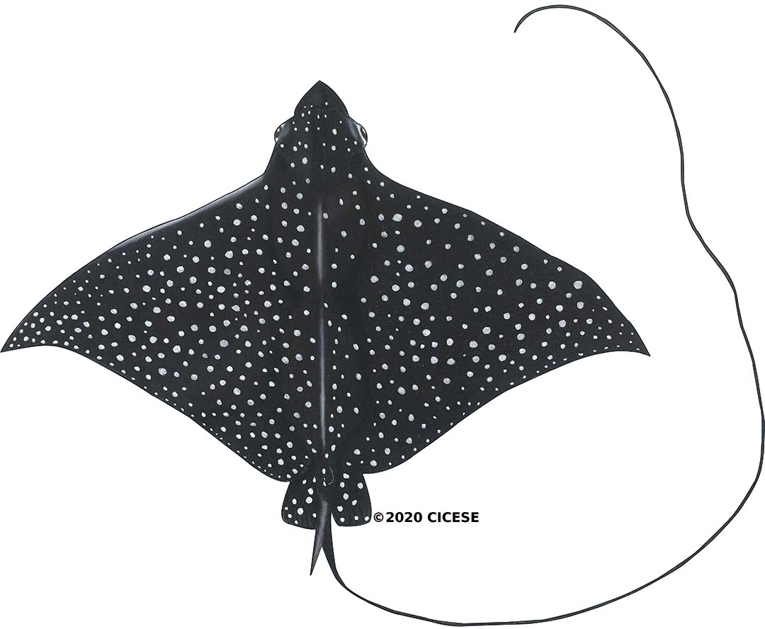 On #FlatsharkFriday I share this Spotted Eagle Ray in my new scientific illustrations Instagram. Drawing has always been an essential part of my life. Also, I include species facts in each illustration for extra nerdy fun #sciart #scientificillustration instagram.com/erandiart/