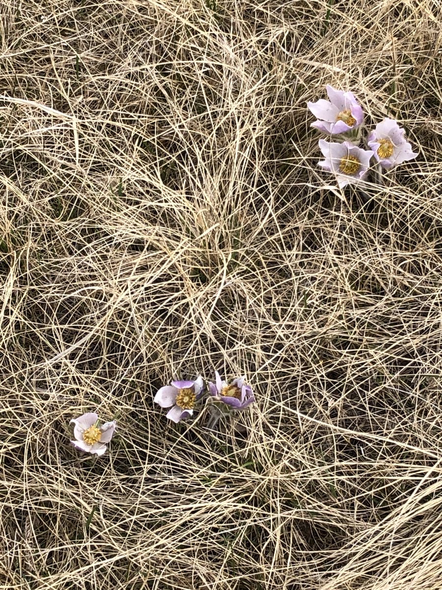 Ron_Ginter's tweet photo. Out for a drive yesterday. #officiallyspring #manitobacrocus #manitobaprovincialflower #awesome. https://t.co/4hqzUgPmEd
