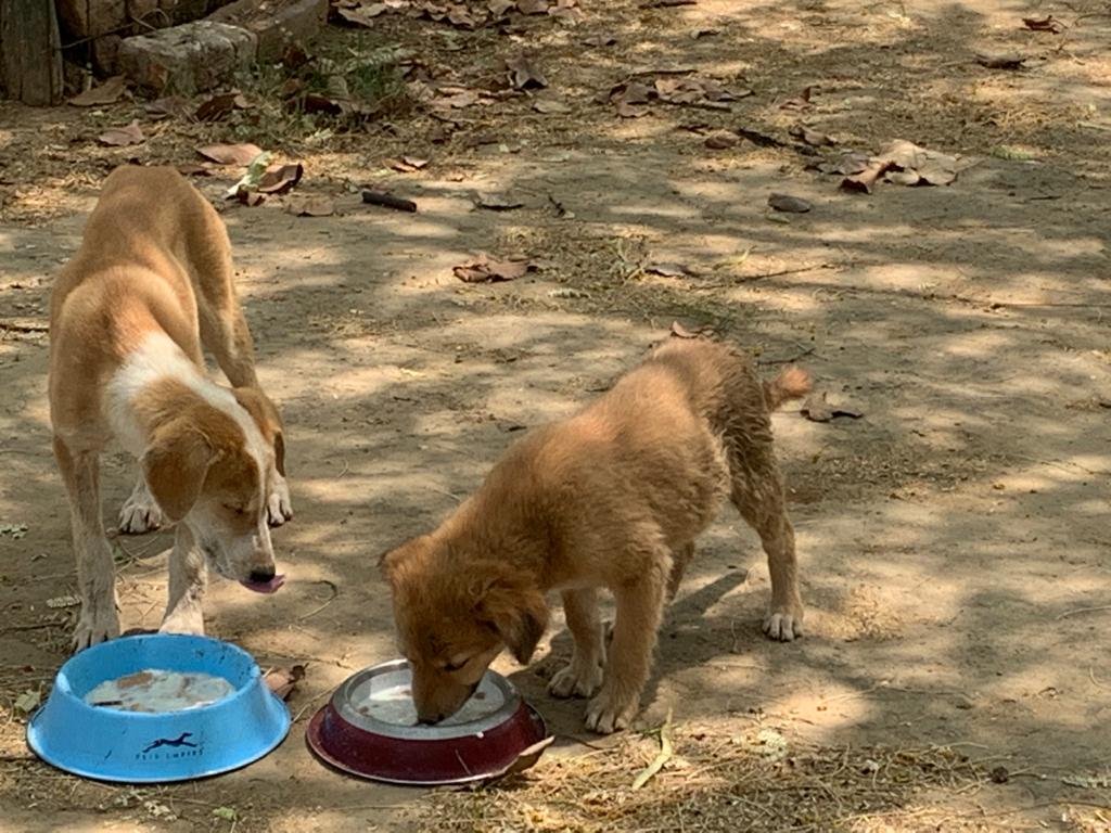 _MohitChauhan's tweet photo. It's our Day 37 of #feedingstrays in #Delhi. Takes us 4 hours every day to feed them all and I must say, it's the best time of my entire day... Soul satisfying and healing. Hope you too are taking care of animals around you. #AnimalsArePeopleToo #BeKind #OneKindAct #StayHome https://t.co/UdQqfYjdtX