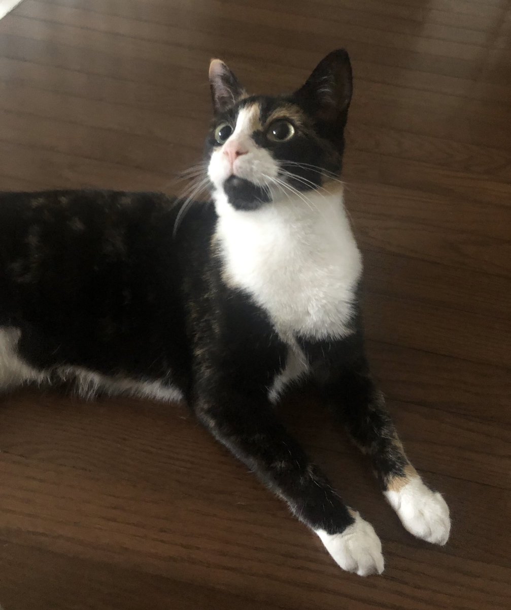 the_mulc's tweet photo. Apparently we are working on our glamour shot poses this afternoon. @PeelSchools #petsofpdsb #distraction https://t.co/RwxkH1V1Lp