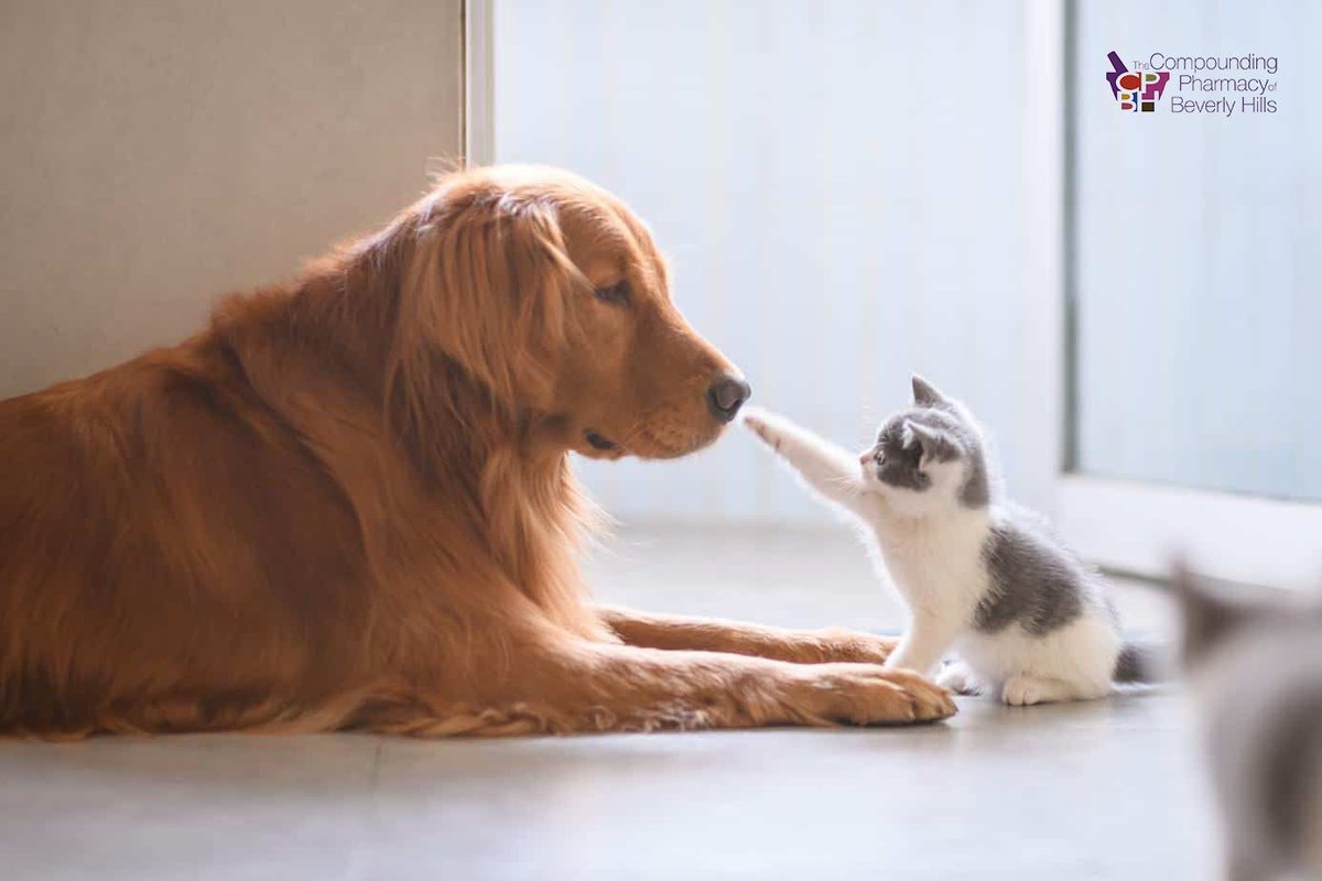 CompoundingBH's tweet photo. Your pet’s medication can be a rewarding experience with custom medicated treats for cats &amp; dogs. We provide deliciously flavored treats that are customized to fit the health needs of your pet with specific medication, strengths, &amp; doses available! Quality isn’t just for people. https://t.co/d32FFClYzi