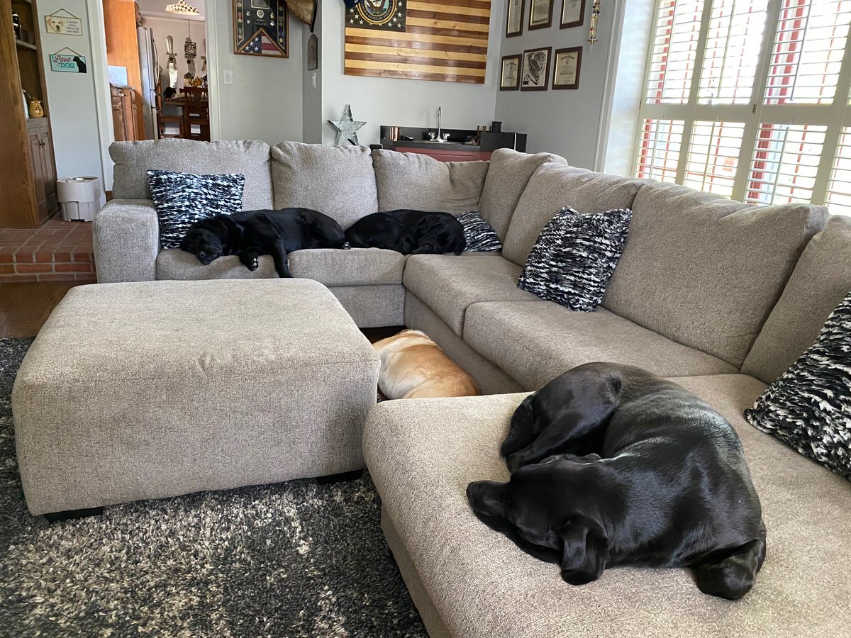 MCDillon4's tweet photo. DYK pets are good for your mental health and not so good at marketing? Thanks @EmbracePetIns #PawsitiveEffects https://t.co/WlcS7JGuyG