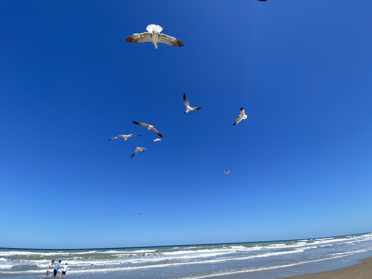 The beach was pretty gorgeous, or so I hear . My humans left me at home and then showed me pics. Whatever . <a href="/visitsouthpadre/">Visit South Padre Island</a> #spi #southpadreisland #beach #texas #catsofinstagram #cat #pet #pets
