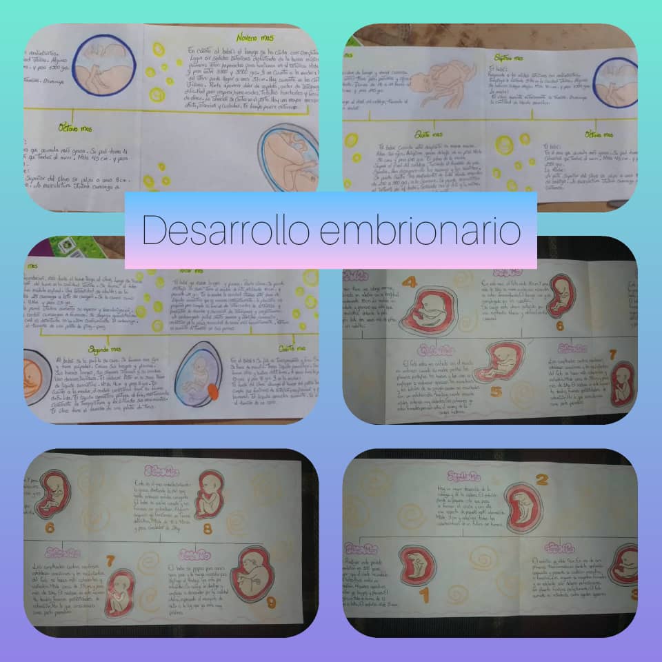 Actividades de estudiantes en el desarrollo del embrión durante el Embarazo <a href="/liceoluislopezm/">LN Luis López Méndez</a> <a href="/CbitLuisLopezM1/">Cbit_LuisLopezMendez</a>