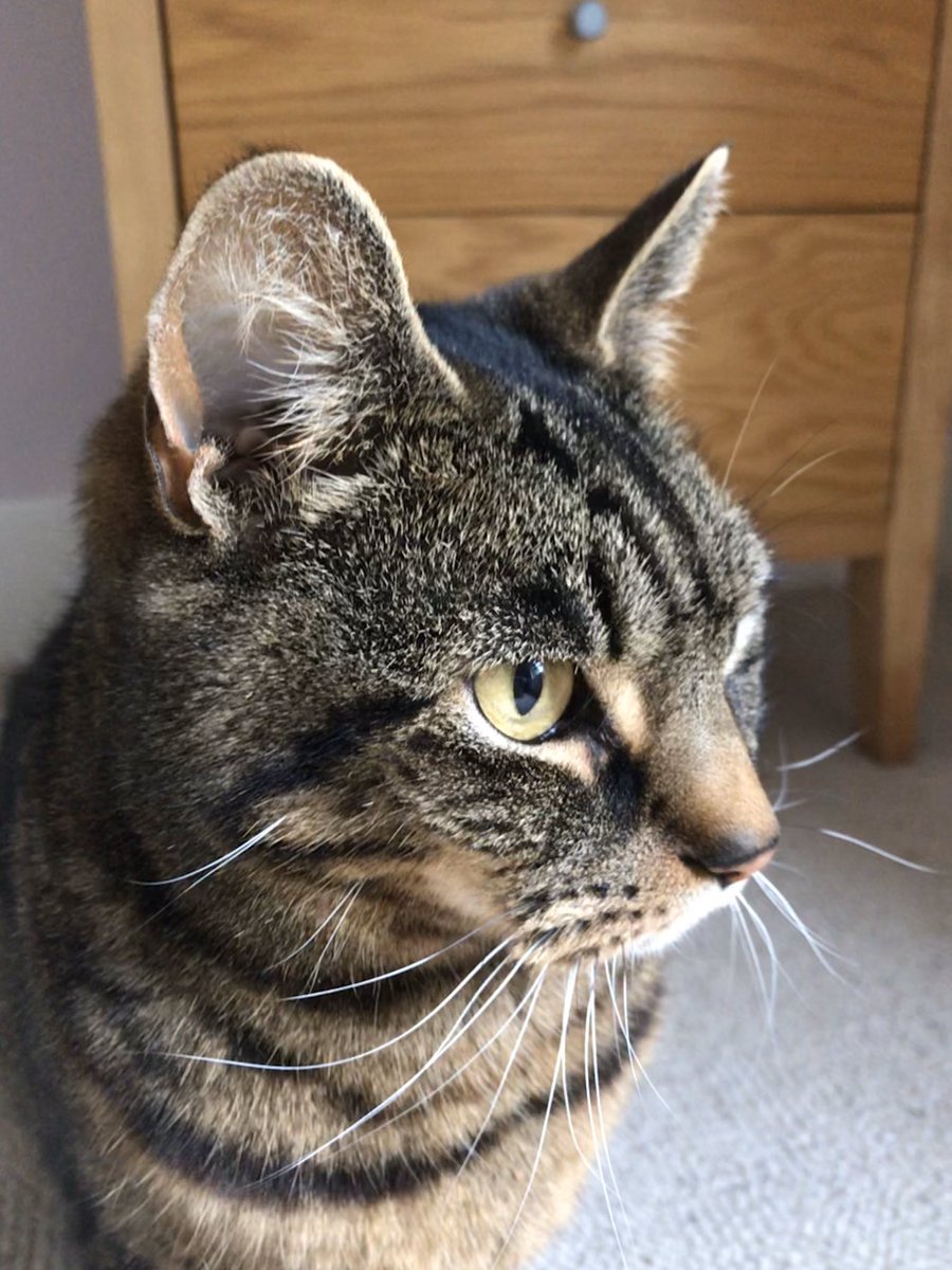 ozzybop2's tweet photo. It’s my 7th birthday! My human had to go to work but I got cat milk, dreamies and a new toy to keep me busy!! Happy birthday to me 😹🐾🎉😺#CatsOfTwitter #TabbyTroop https://t.co/sMjifN516Y