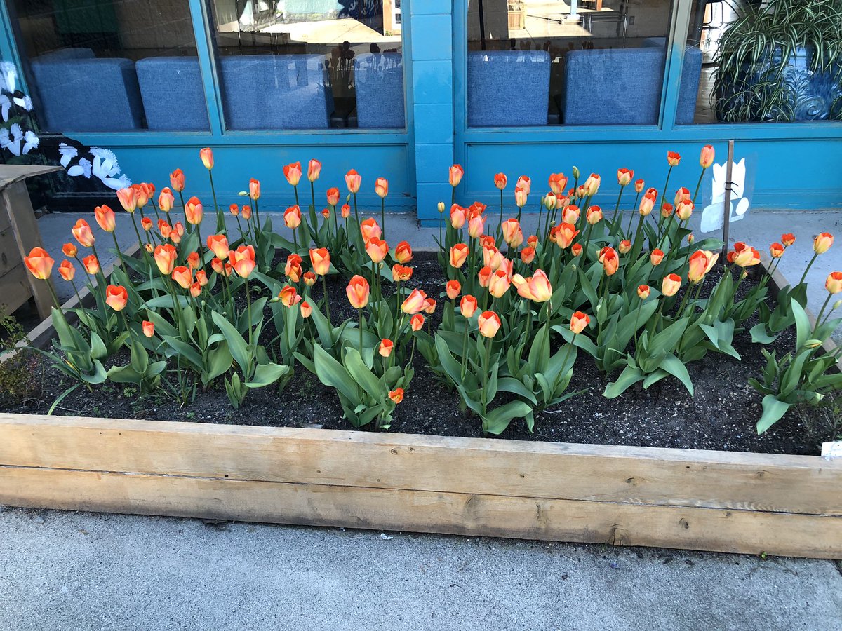 RoyalCdnLegion's tweet photo. Last fall, we asked Canadians to plant #Liberation75 tulips with the goal of blooming 1.1 Million tulips across Canada in honour of Canadian soldiers who served in the Second World War. We thank you for sharing your photos that are coming in from all across Canada! #BloomingLib75 https://t.co/LtTgSN7giq