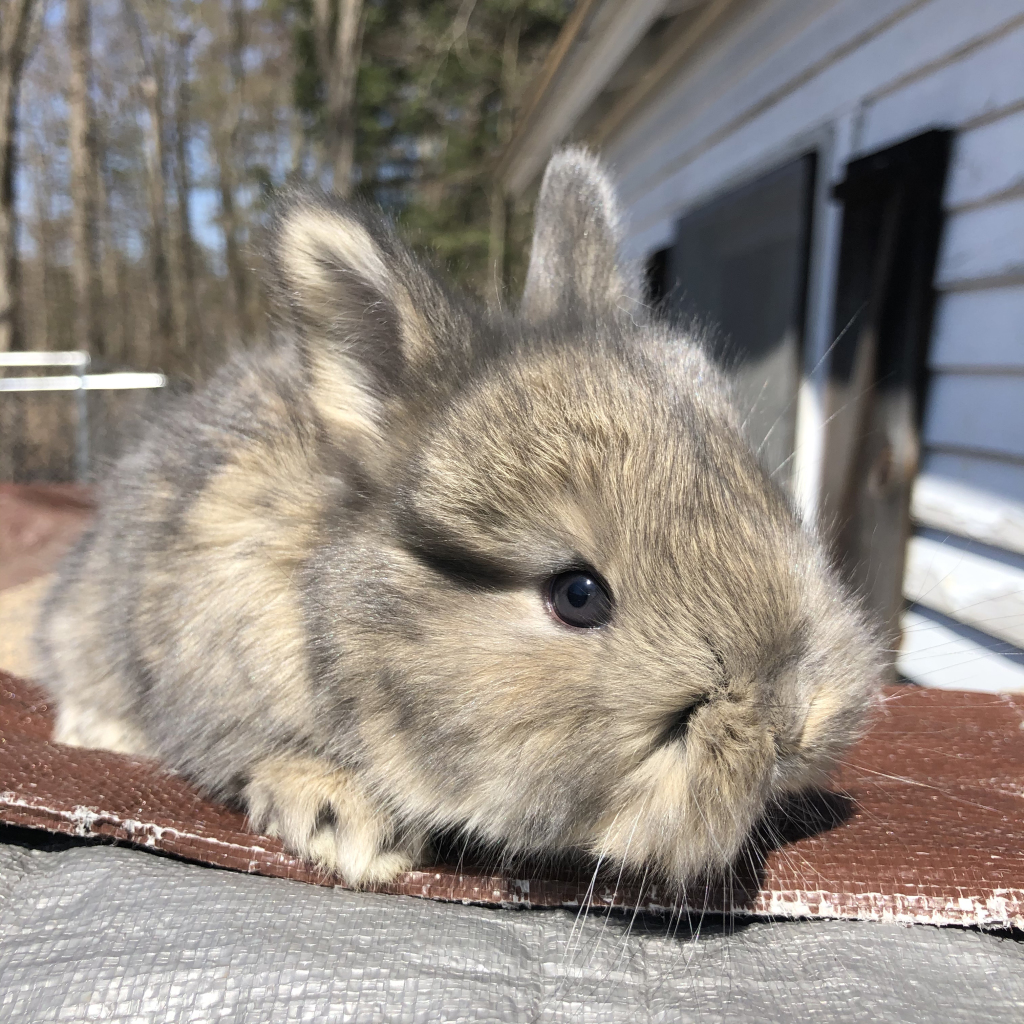 samollynn's tweet photo. Babies Are Here!!! https://t.co/KJeLukKJ2e https://t.co/ODktV5xEFl