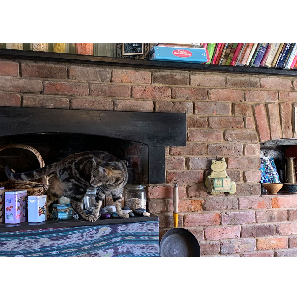 blended_monkey's tweet photo. Simba likes to explore in the kitchen. Hasn't pushed off any glass jars so far ...
#cutecats #simbacat #cutekitties https://t.co/OO2JkyYgdA