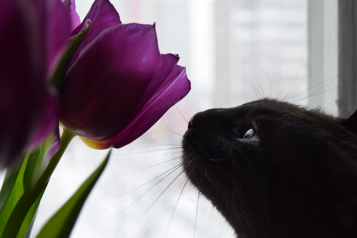 NJAidForAnimals's tweet photo. Spring is sprung and so are our beautiful flowers. But be alert for common poisonous plants for pets like tulips, daffodils, lilies, crocuses, and lily-of-the-valley. https://t.co/tayiQDlJU6