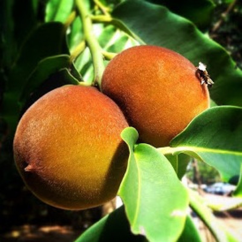 fbzero16's tweet photo. #Velvet Apple
#Butter Fruit
تفاح فيلفيت
موطنة الاصلي جزر الفلبين
#فواكة #خضروات #زراعة #بذور #شجرة #نبات
#fruits #vegetables #agriculture #seeds #tree #plant https://t.co/on2TKYqreE