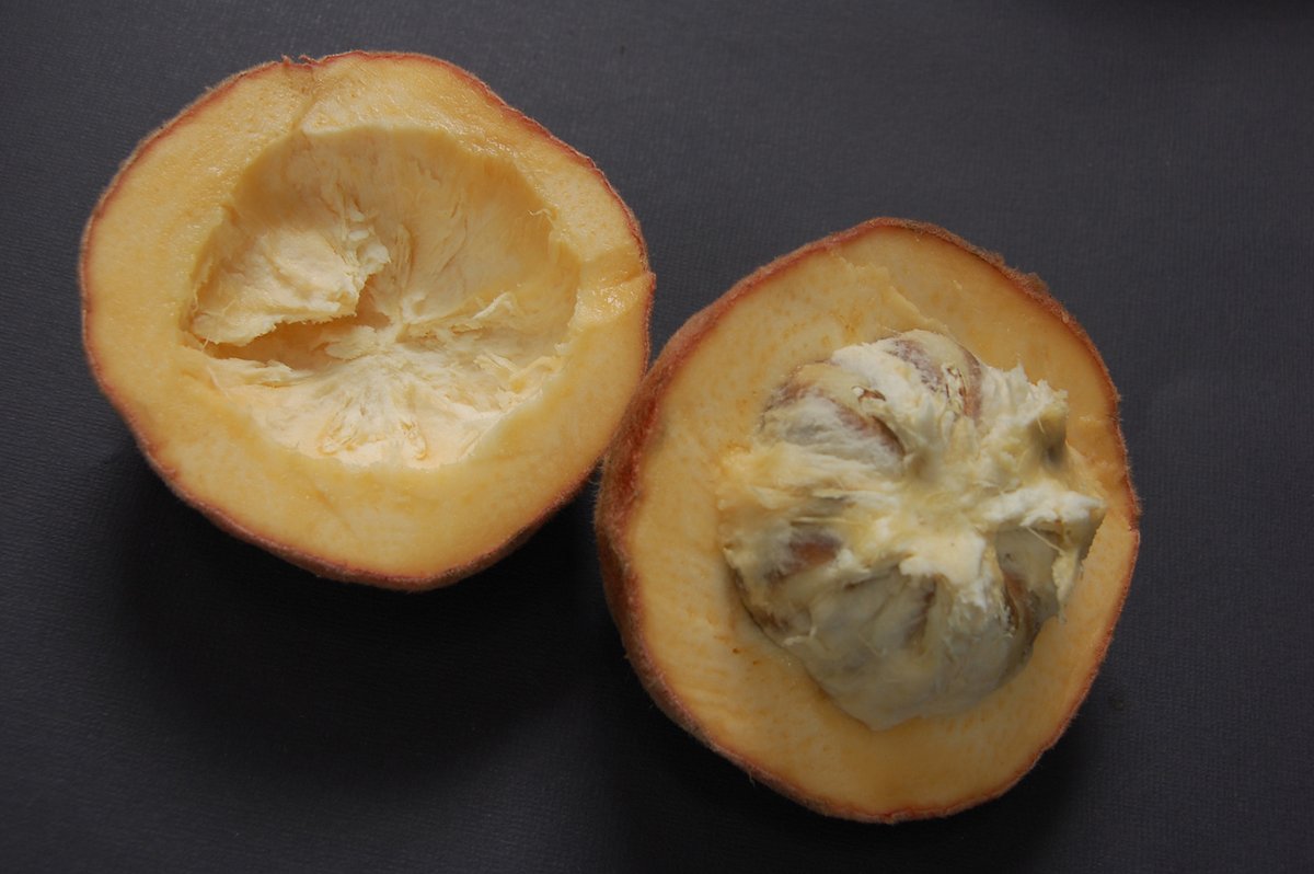 fbzero16's tweet photo. #Velvet Apple
#Butter Fruit
تفاح فيلفيت
موطنة الاصلي جزر الفلبين
#فواكة #خضروات #زراعة #بذور #شجرة #نبات
#fruits #vegetables #agriculture #seeds #tree #plant https://t.co/on2TKYqreE