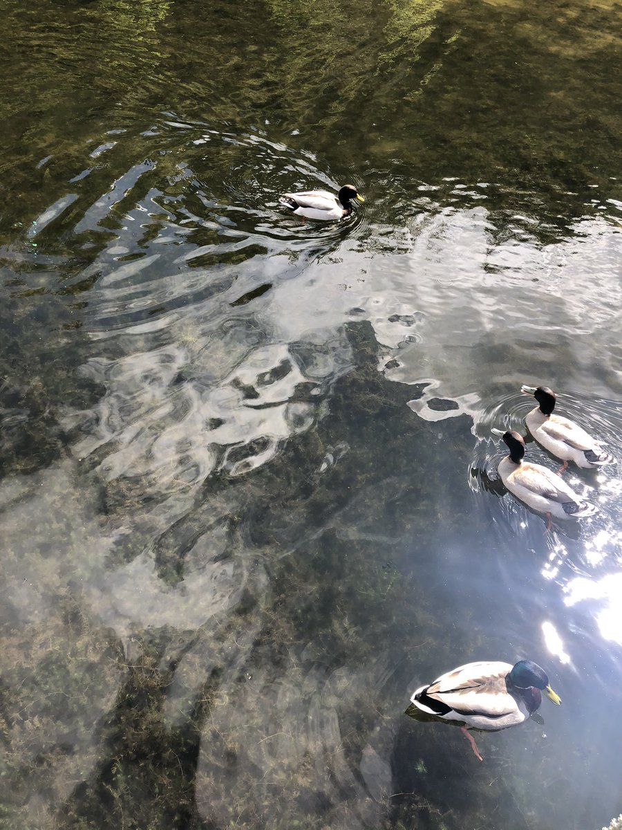 BethanWynHughe1's tweet photo. Natur ar ei orau / Nature at its best #AwyrIach #FreshAir #DailyExerciseWalk #GerddiBotanegTreborth #TreborthBotanicalGardens https://t.co/7zqdiZxH3T