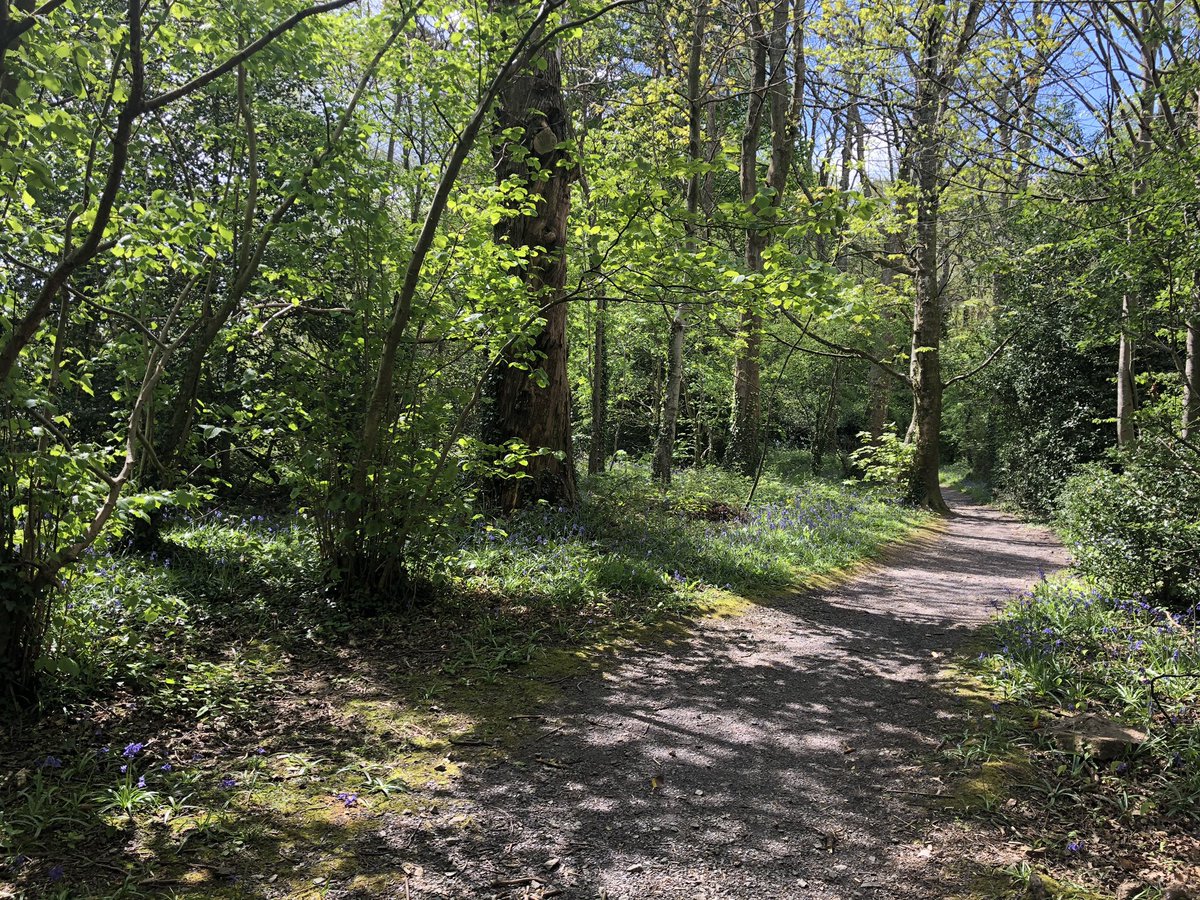 BethanWynHughe1's tweet photo. Natur ar ei orau / Nature at its best #AwyrIach #FreshAir #DailyExerciseWalk #GerddiBotanegTreborth #TreborthBotanicalGardens https://t.co/7zqdiZxH3T