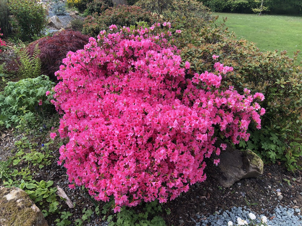 BethanWynHughe1's tweet photo. Natur ar ei orau / Nature at its best #AwyrIach #FreshAir #DailyExerciseWalk #GerddiBotanegTreborth #TreborthBotanicalGardens https://t.co/7zqdiZxH3T